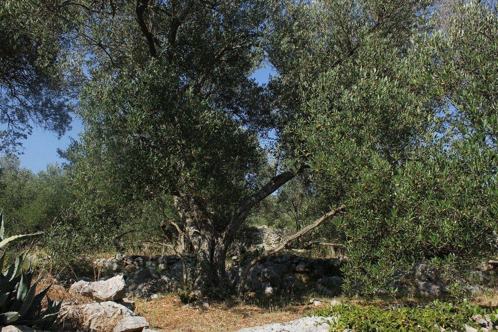 סאלי Secluded Fisherman'S Cottage Cove Magrovica - Telascica, Dugi Otok - 8142 מראה חיצוני תמונה